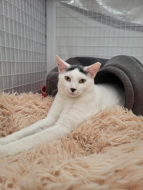 Enlarge Dougie, a Adoptable Domestic Short Hair in Diamond Springs, CA image 1/3