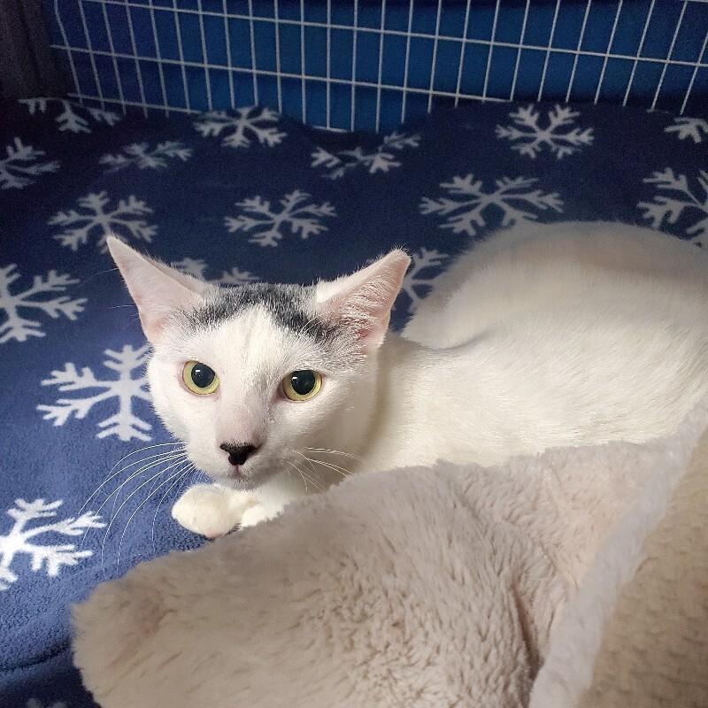 Dougie, Adoptable, Young Male Domestic Short Hair.