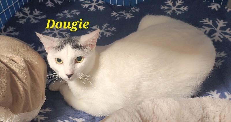 Enlarge Dougie, a Adoptable Domestic Short Hair in Diamond Springs, CA image 2/2