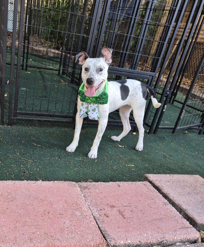 Enlarge Daisy, a ADOPTABLE mixed breed in Lake Worth, FL image 3/6