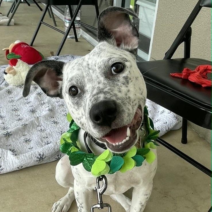 Daisy, ADOPTABLE, Puppy Female Hound & Pit Bull Terrier.