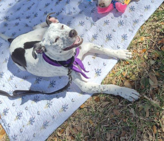 Enlarge Daisy, a ADOPTABLE mixed breed in Lake Worth, FL image 5/6