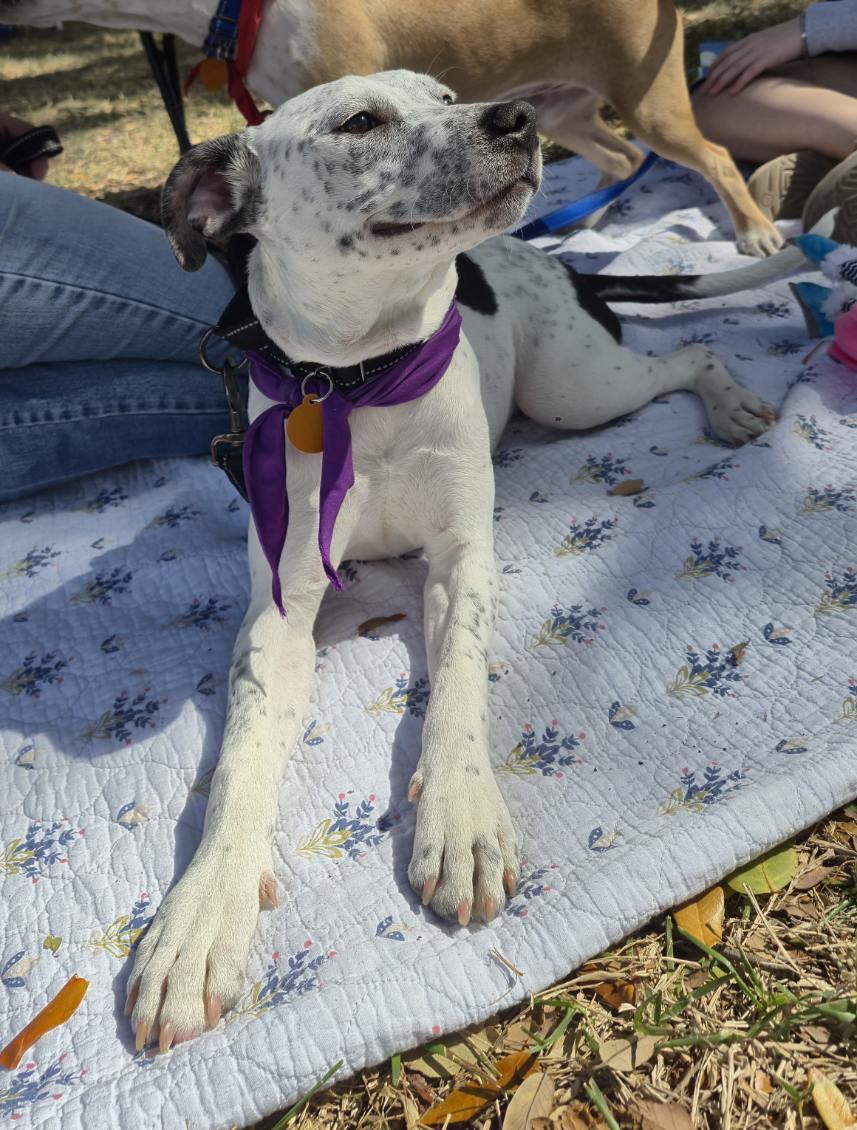 Enlarge Daisy, a ADOPTABLE mixed breed in Lake Worth, FL image 6/6