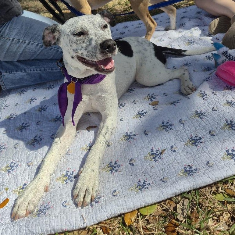 Enlarge Daisy, a ADOPTABLE mixed breed in Lake Worth, FL image 3/6