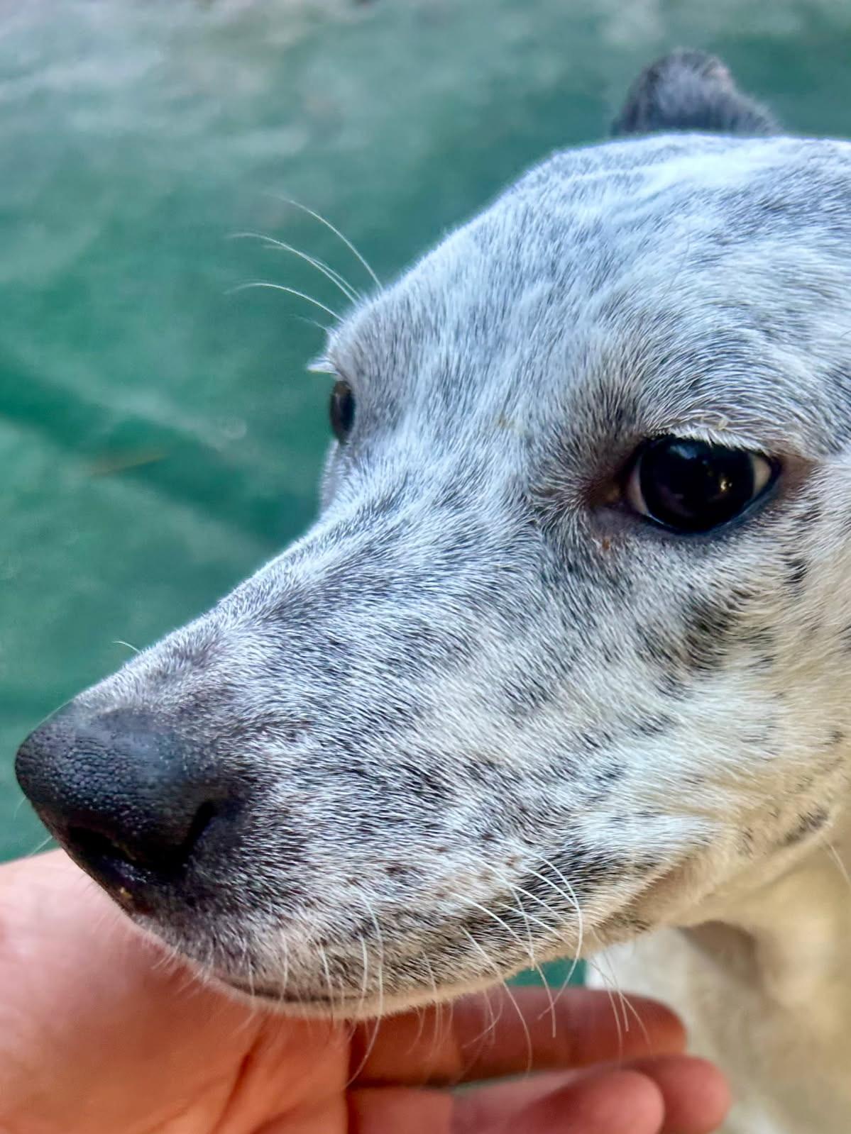 Daisy, ADOPTABLE, Puppy Female Hound & Pit Bull Terrier.