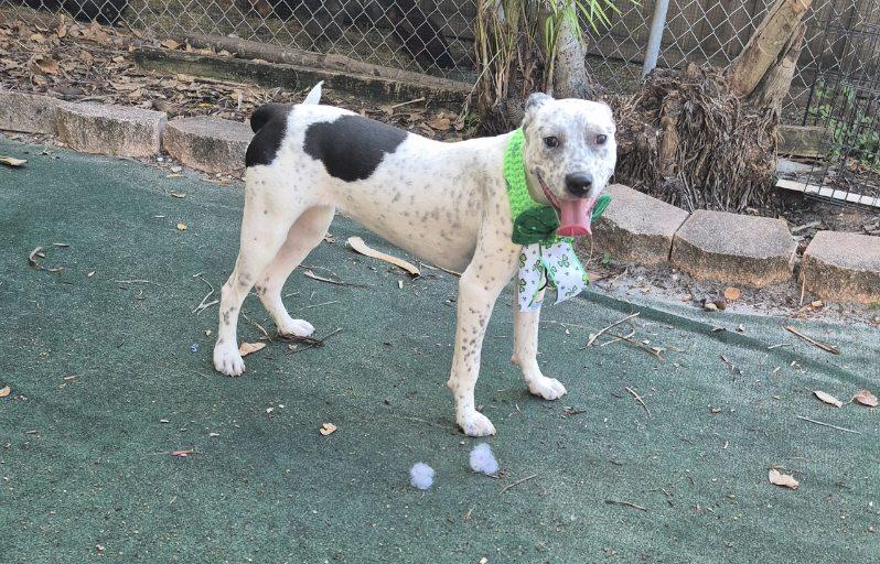 Enlarge Daisy, a ADOPTABLE mixed breed in Lake Worth, FL image 4/6