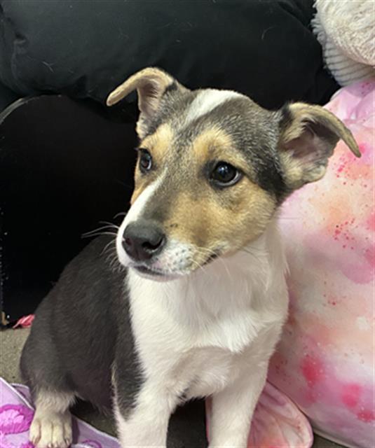 Enlarge FOXY, a Adoptable Rat Terrier in Globe, AZ image 1/1