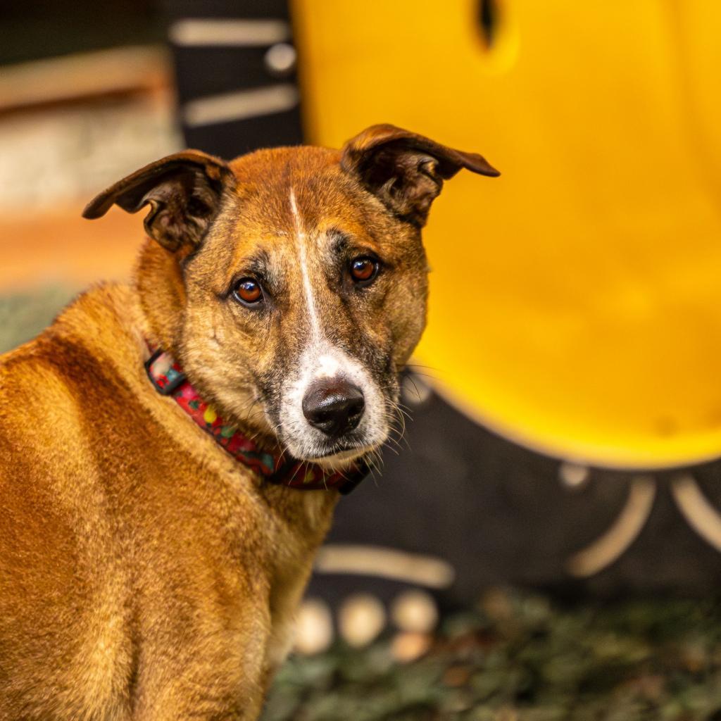 Hot Chocolate (I Have a Secret Crush!), Adoptable, Senior Male Shepherd.