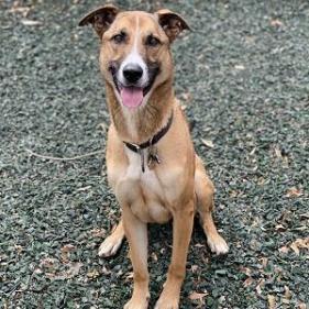 Enlarge Hot Chocolate (I Have a Secret Crush!), a Adoptable mixed breed in Decatur, GA image 2/6