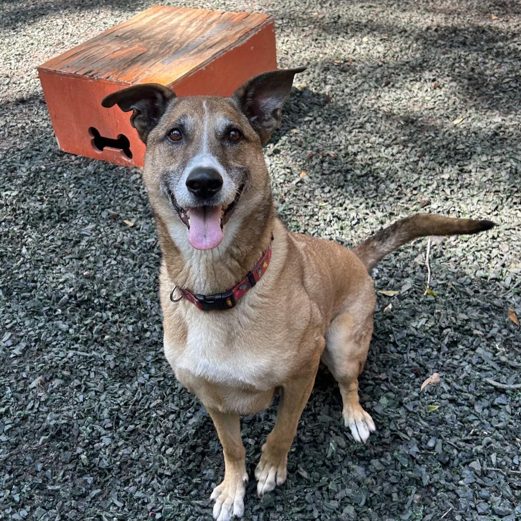 Hot Chocolate (I Have a Secret Crush!), Adoptable, Senior Male Shepherd & Mixed Breed.