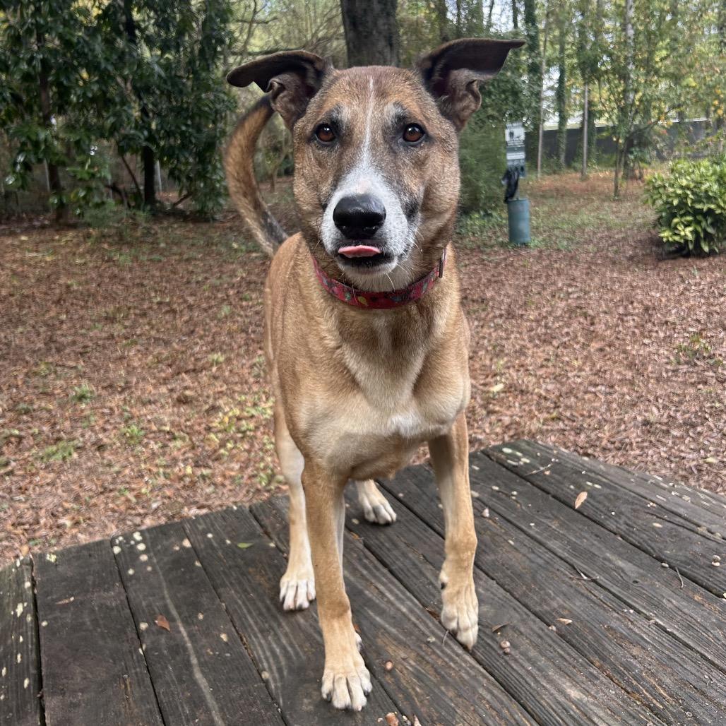 Enlarge Hot Chocolate (I Have a Secret Crush!), a Adoptable mixed breed in Decatur, GA image 2/6