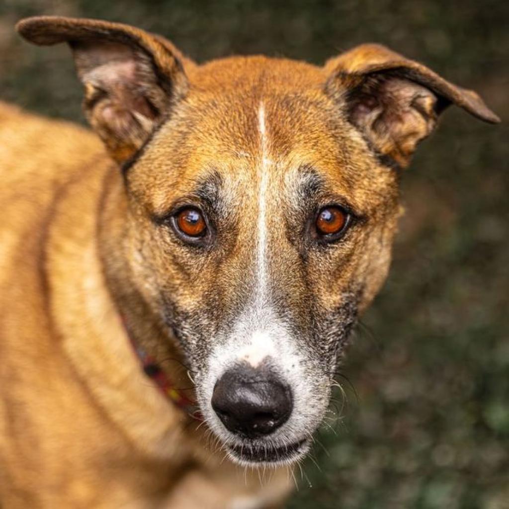 Enlarge Hot Chocolate (I Have a Secret Crush!), a Adoptable mixed breed in Decatur, GA image 5/6