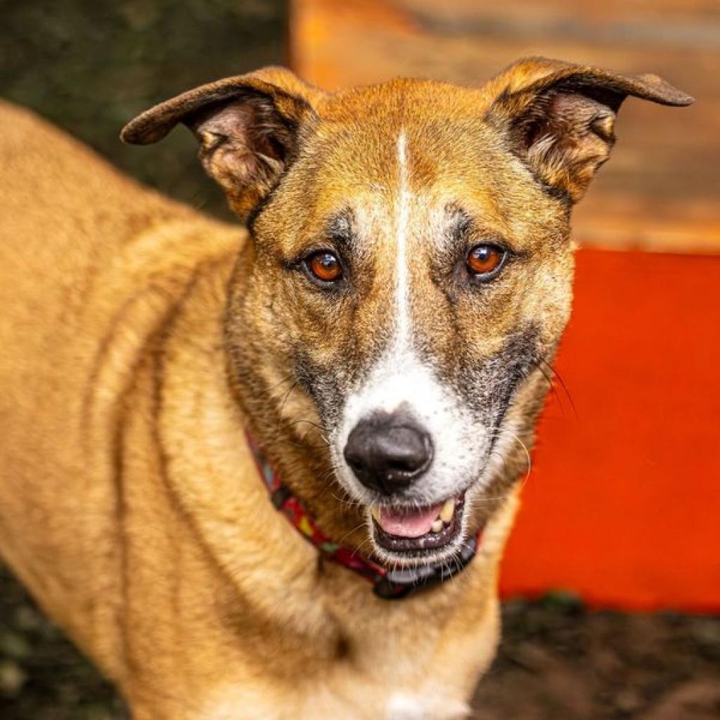 Enlarge Hot Chocolate (I Have a Secret Crush!), a Adoptable mixed breed in Decatur, GA image 6/6