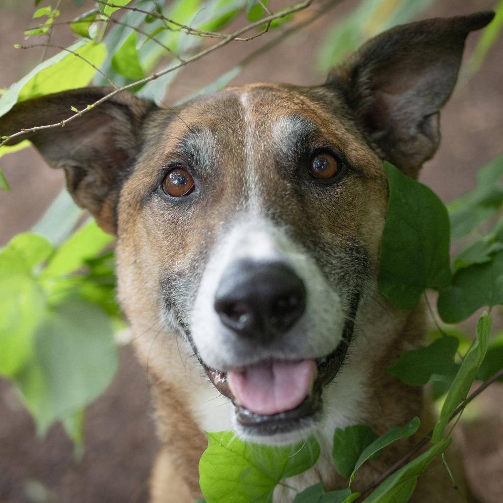 Enlarge Hot Chocolate (I Have a Secret Crush!), a Adoptable mixed breed in Decatur, GA image 5/6