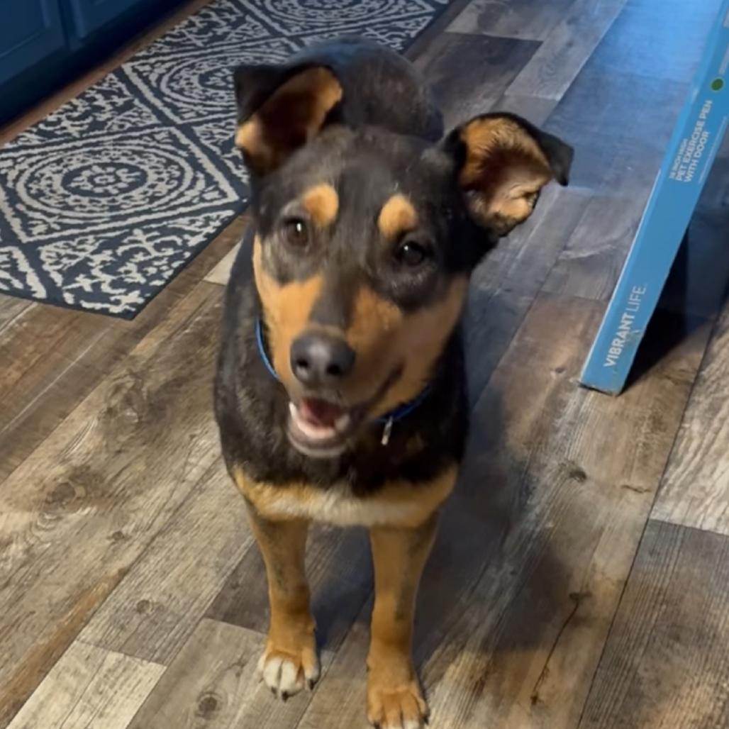 Enlarge Mama O'Neil, a Adoptable Shepherd in Brainerd, MN image 1/2