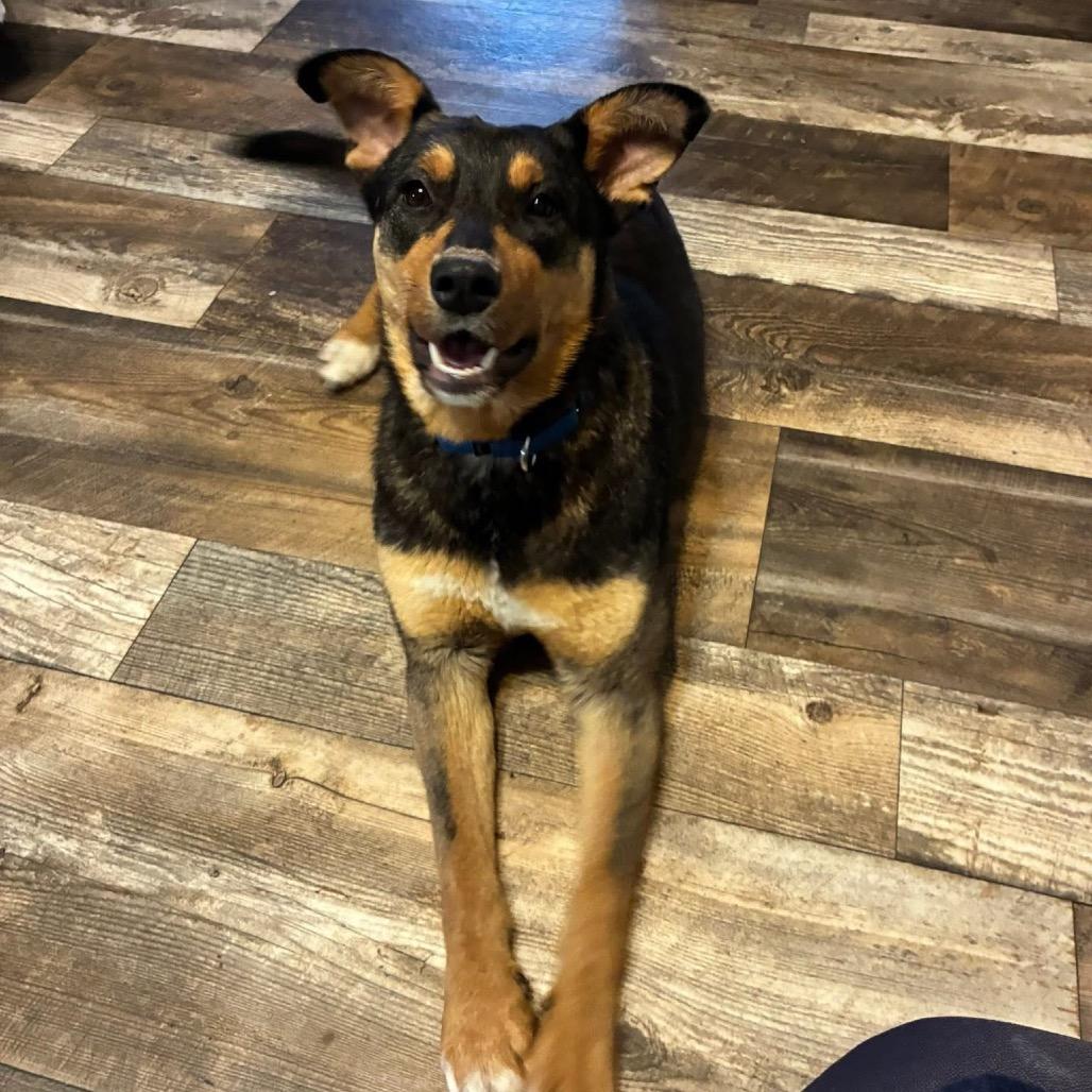 Enlarge Mama O'Neil, a Adoptable Shepherd in Brainerd, MN image 2/2