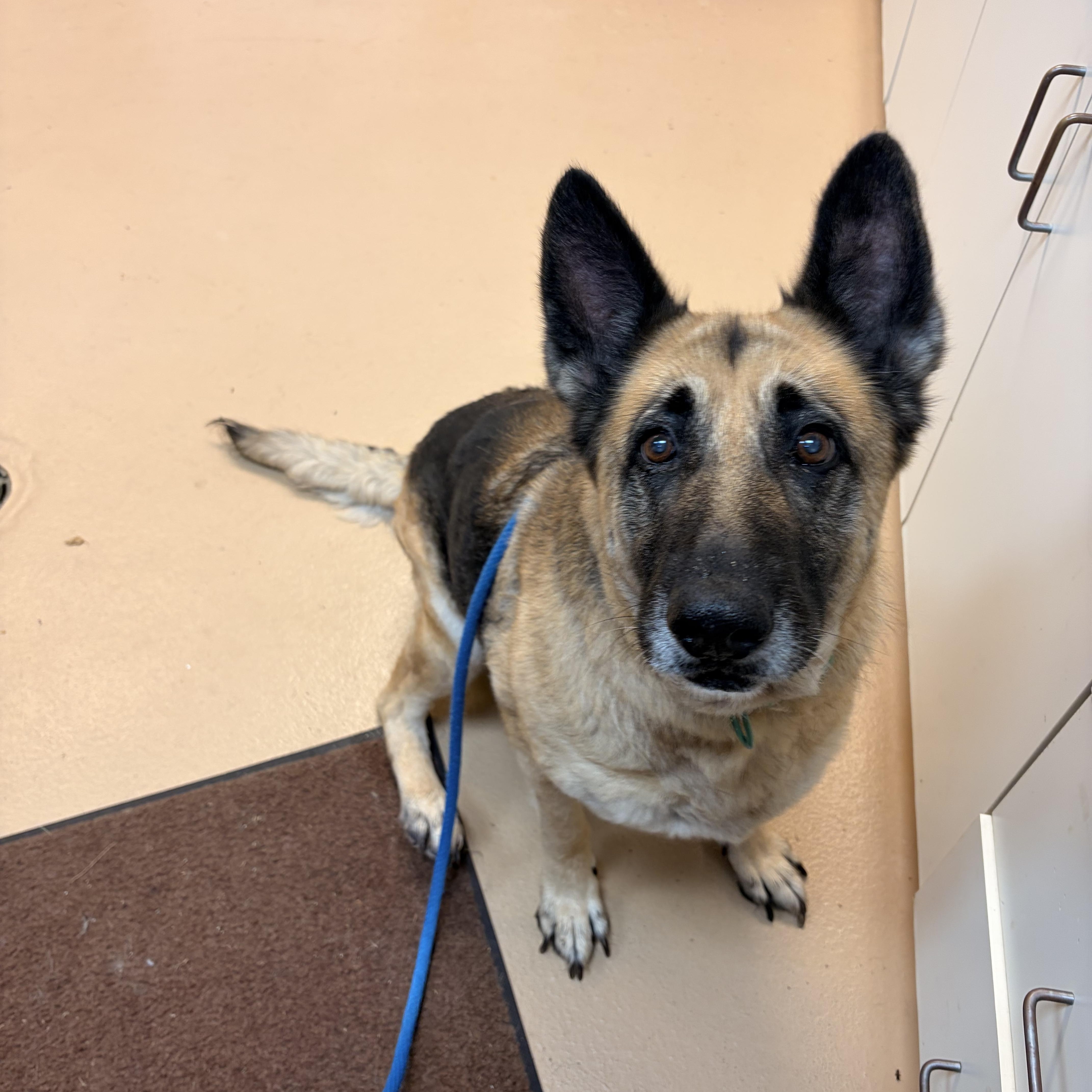 Enlarge Daisy, a ADOPTABLE German Shepherd Dog in Saint Charles, MO image 2/2