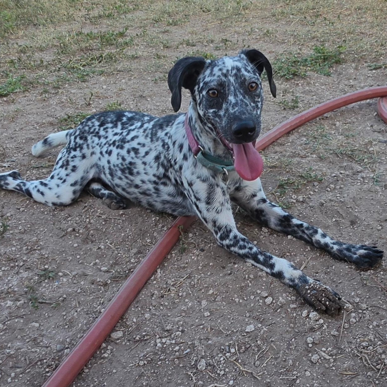 Enlarge Lady bird, a Adoptable mixed breed in Burlington , VT image 4/6