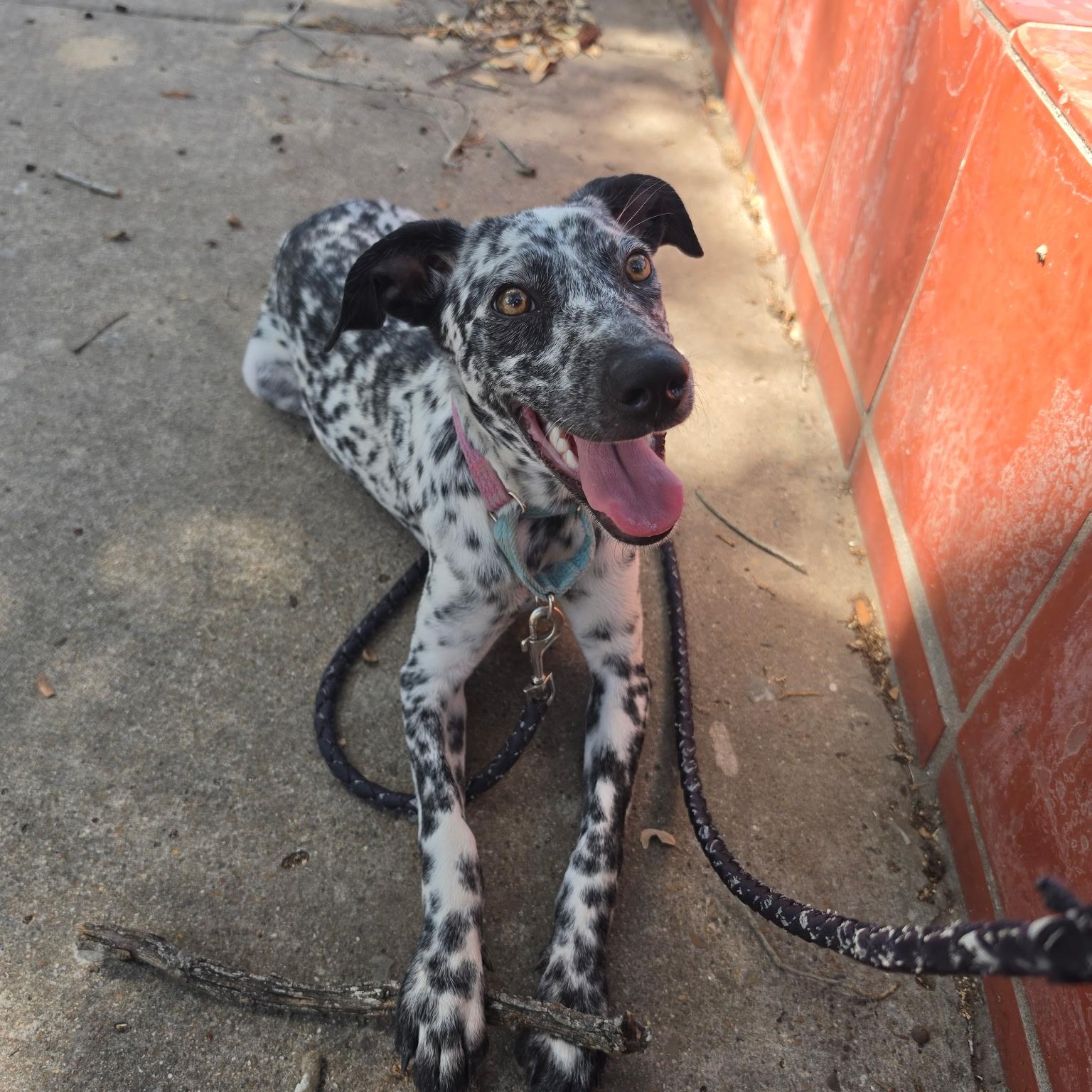 Enlarge Lady bird, a Adoptable mixed breed in Burlington , VT image 6/6