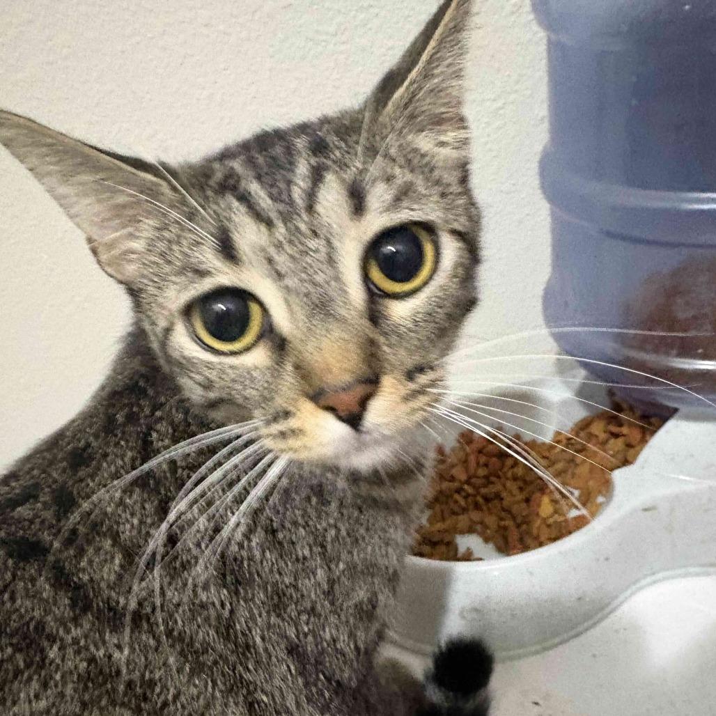 Enlarge Mittens, a Adoptable Domestic Short Hair in Las Vegas, NV image 2/2