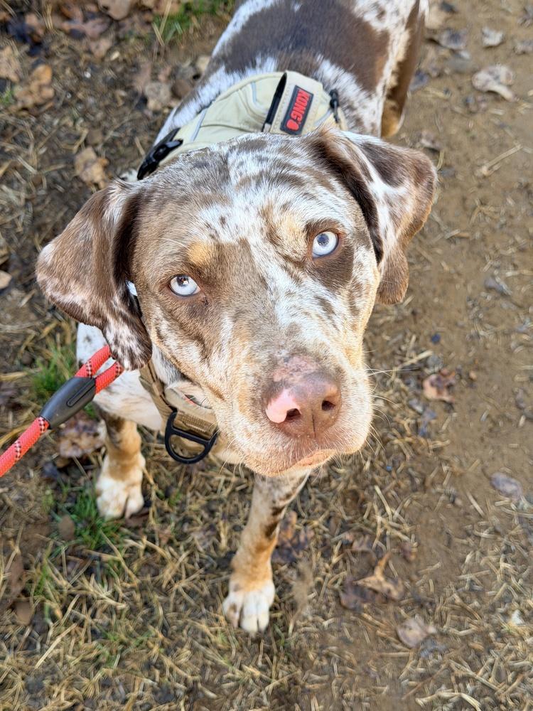 Rogue, Adoptable, Adult Female Catahoula Leopard Dog.