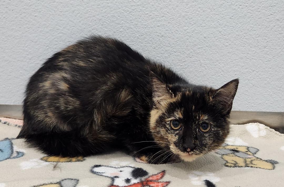 Enlarge Charity, a Adoptable Domestic Short Hair in Pella, IA image 2/2