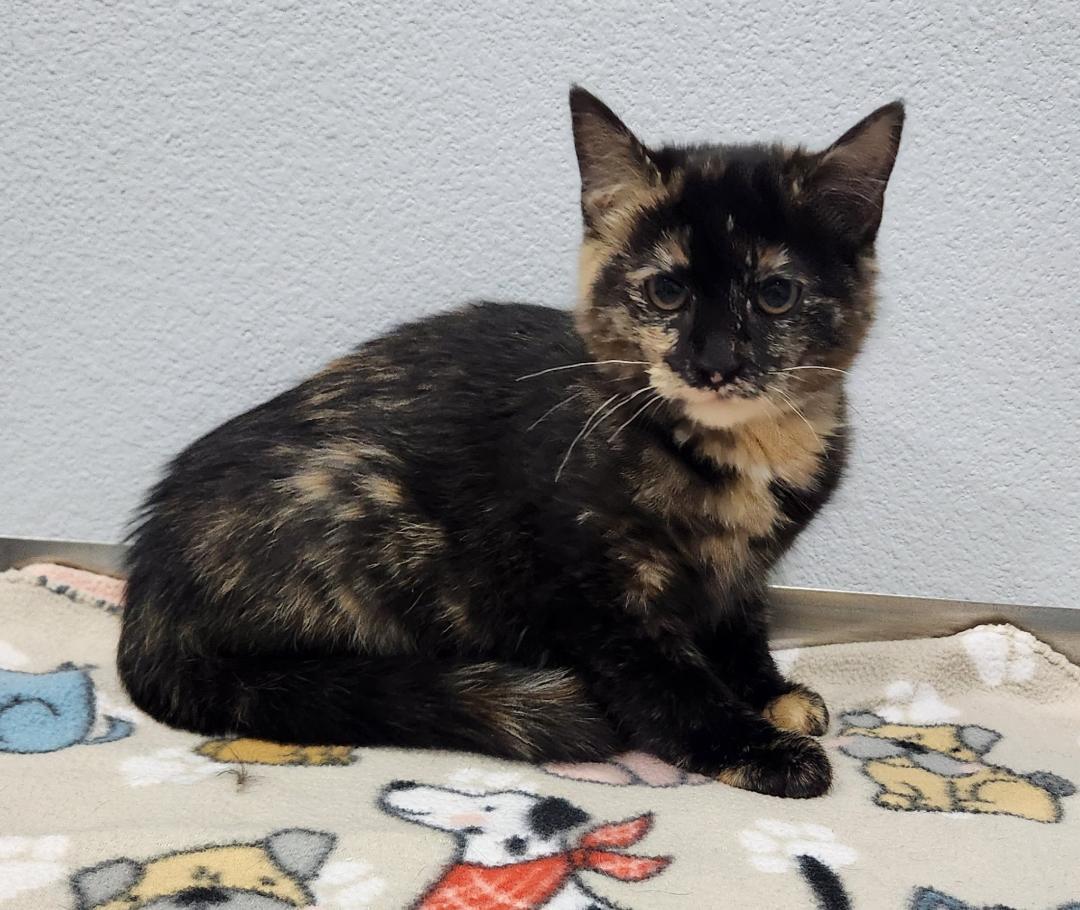 Enlarge Charity, a Adoptable Domestic Short Hair in Pella, IA image 1/2