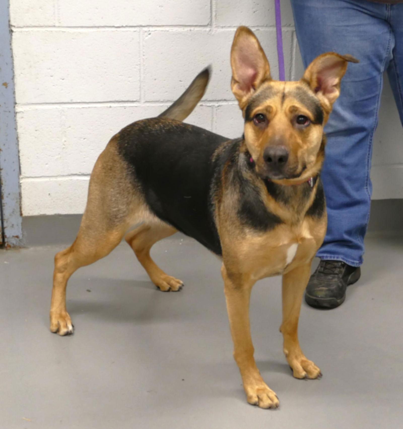 Enlarge Nika (courtesy post), a Adoptable German Shepherd Dog in Pittsburgh, PA image 3/3