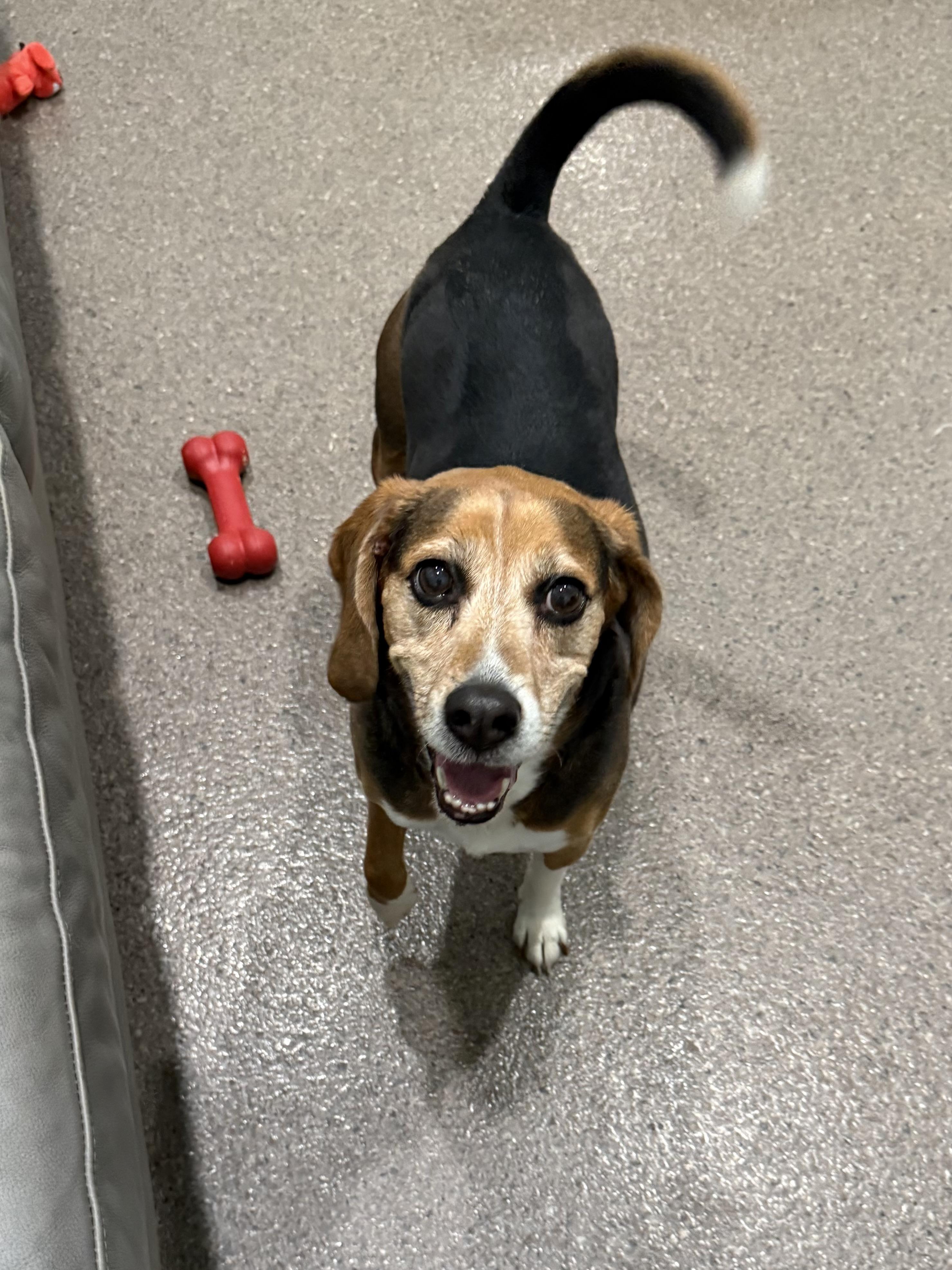 Riley, adopted, Adult Female Beagle.