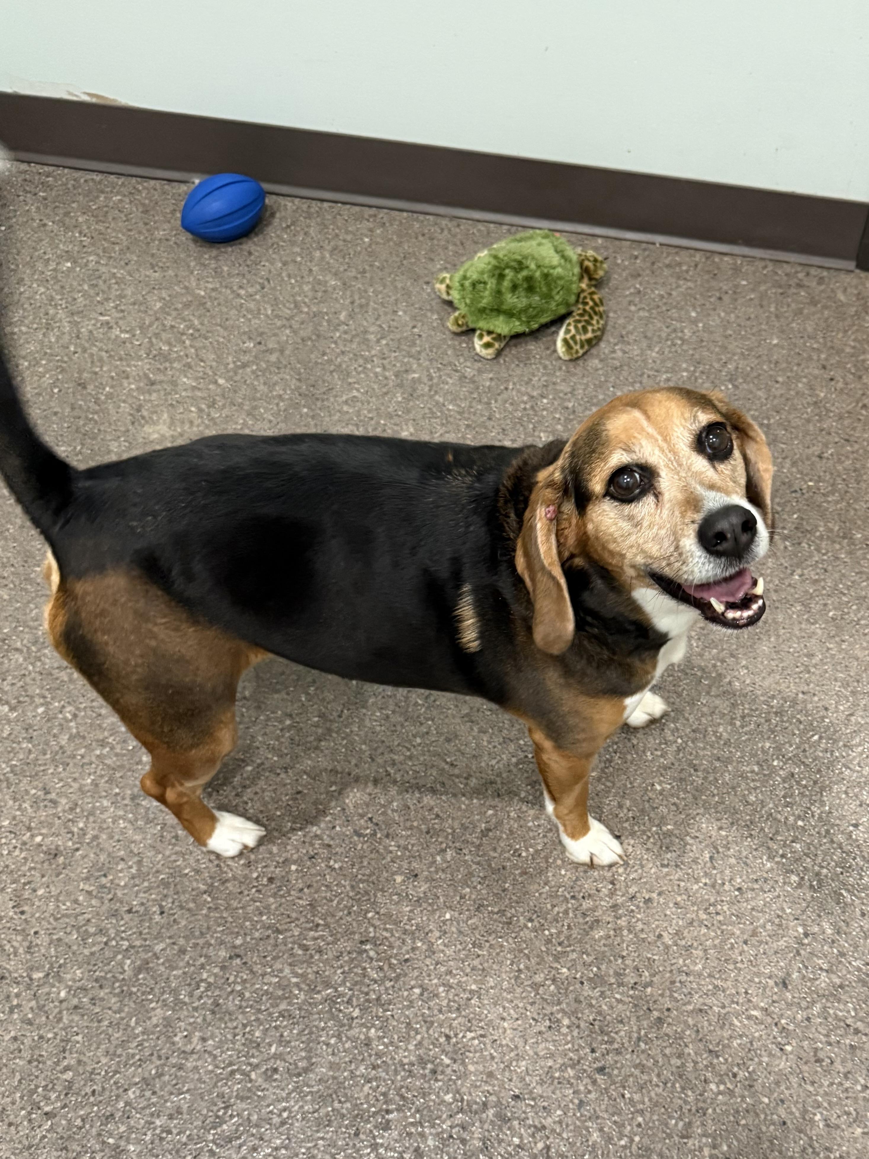 Enlarge Riley, an adopted Beagle in Sault Sainte Marie, MI image 2/2