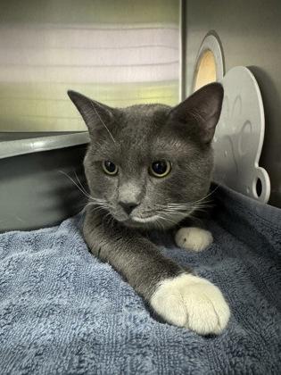 Enlarge Bluey, an adopted Domestic Short Hair in Worcester, MA image 1/1