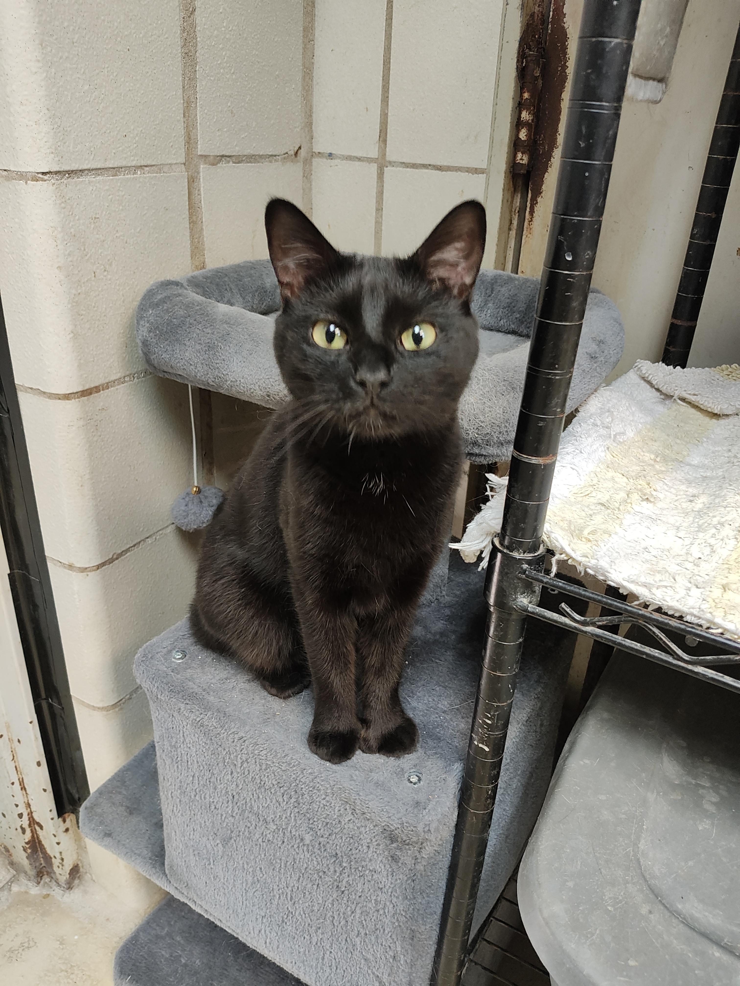 Fuzzy, an adoptable Domestic Short Hair in Lago Vista, TX, 78645 | Photo Image 3