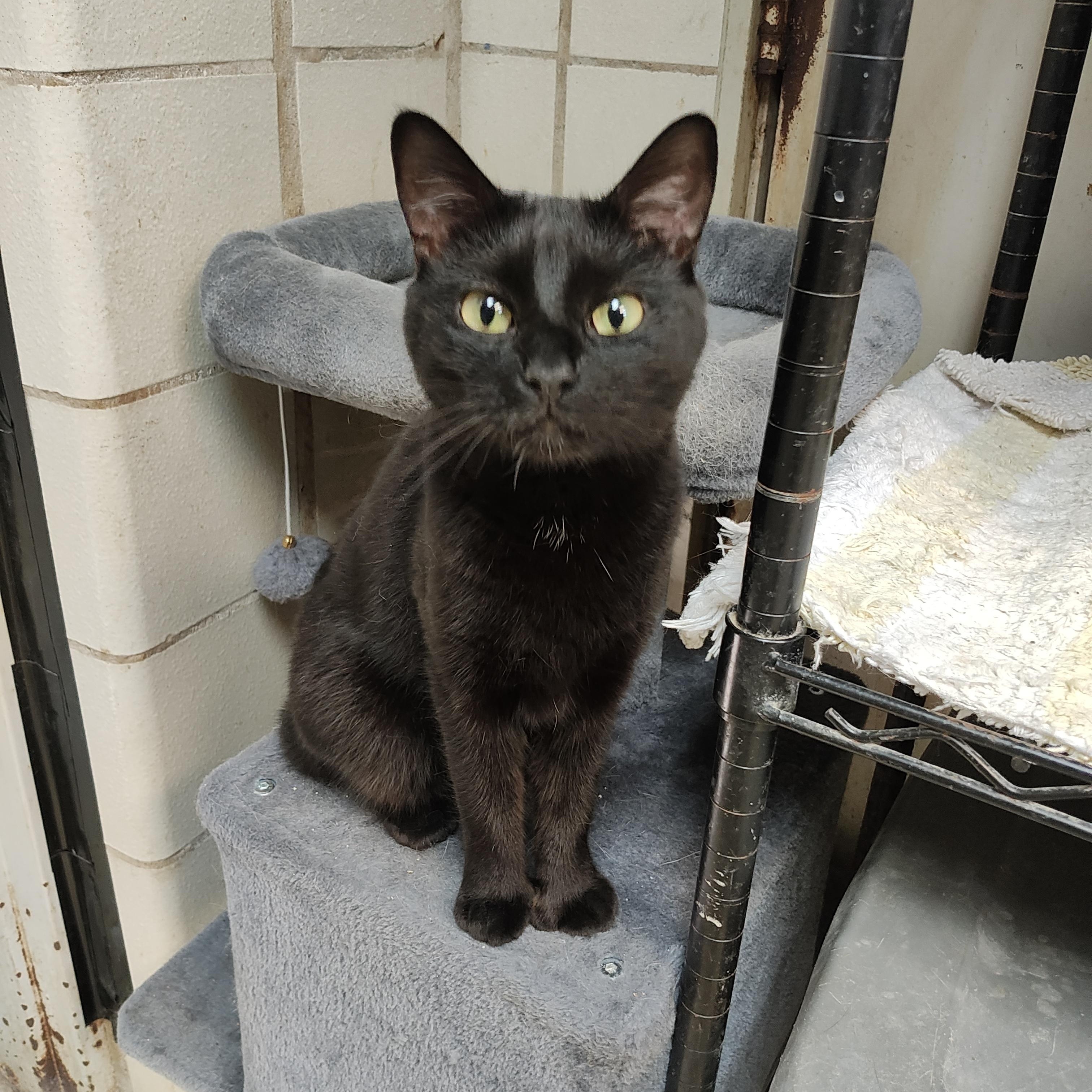 Enlarge Fuzzy, a Adoptable Domestic Short Hair in Lago Vista, TX image 5/6