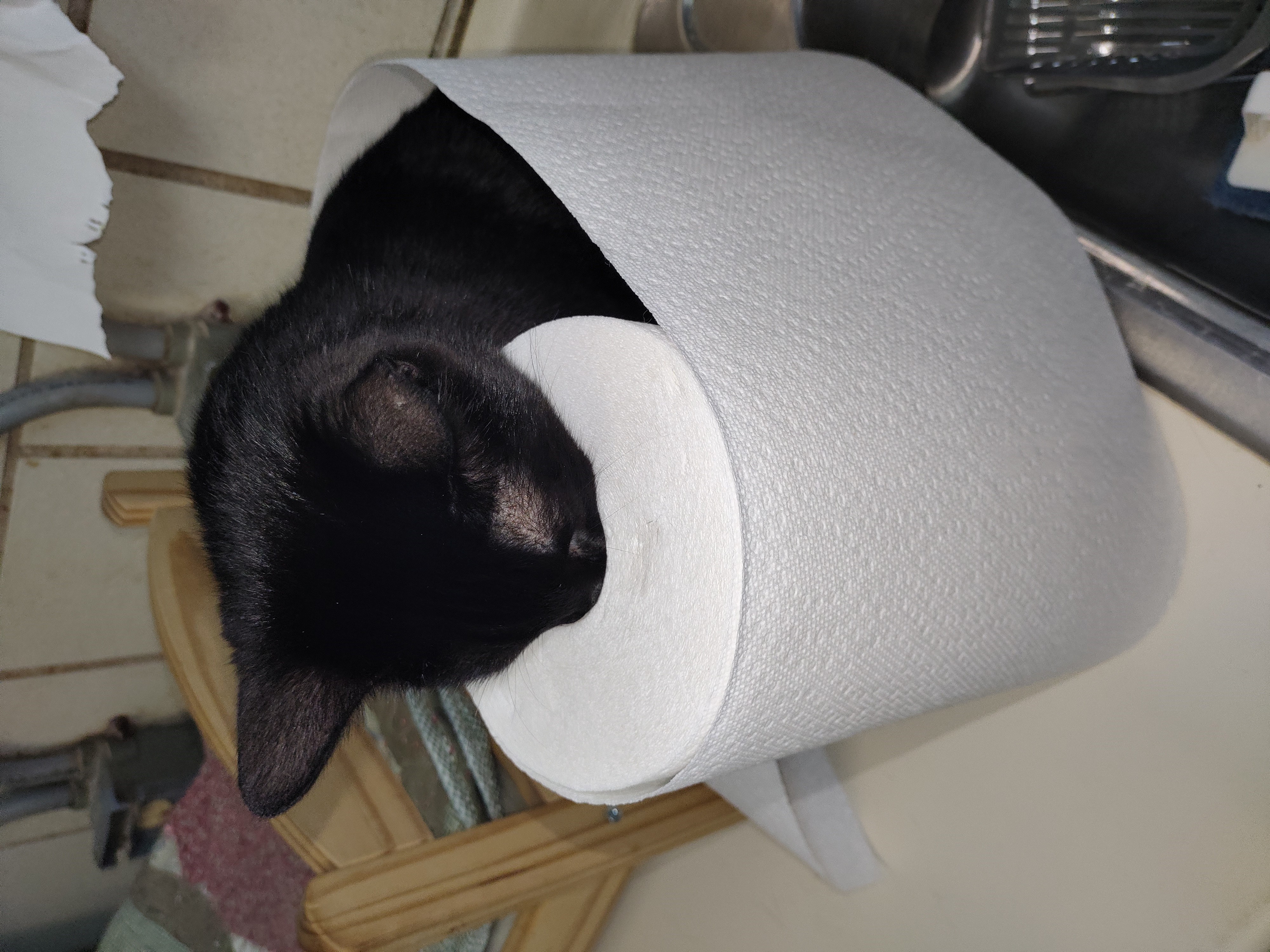 Enlarge Fuzzy, a Adoptable Domestic Short Hair in Lago Vista, TX image 3/6