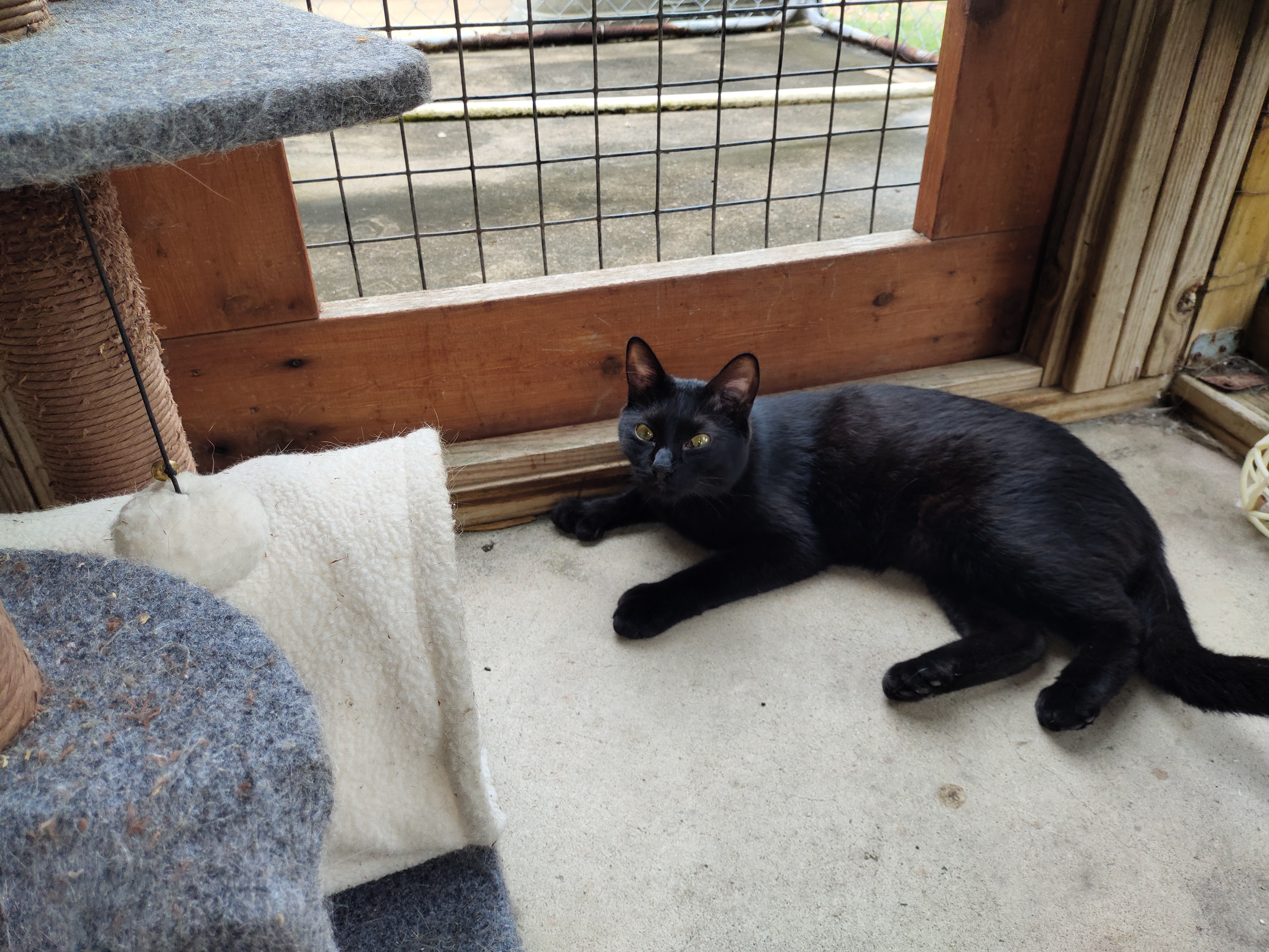 Enlarge Fuzzy, a Adoptable Domestic Short Hair in Lago Vista, TX image 4/6