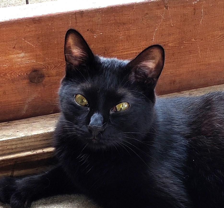 Enlarge Fuzzy, a Adoptable Domestic Short Hair in Lago Vista, TX image 2/6