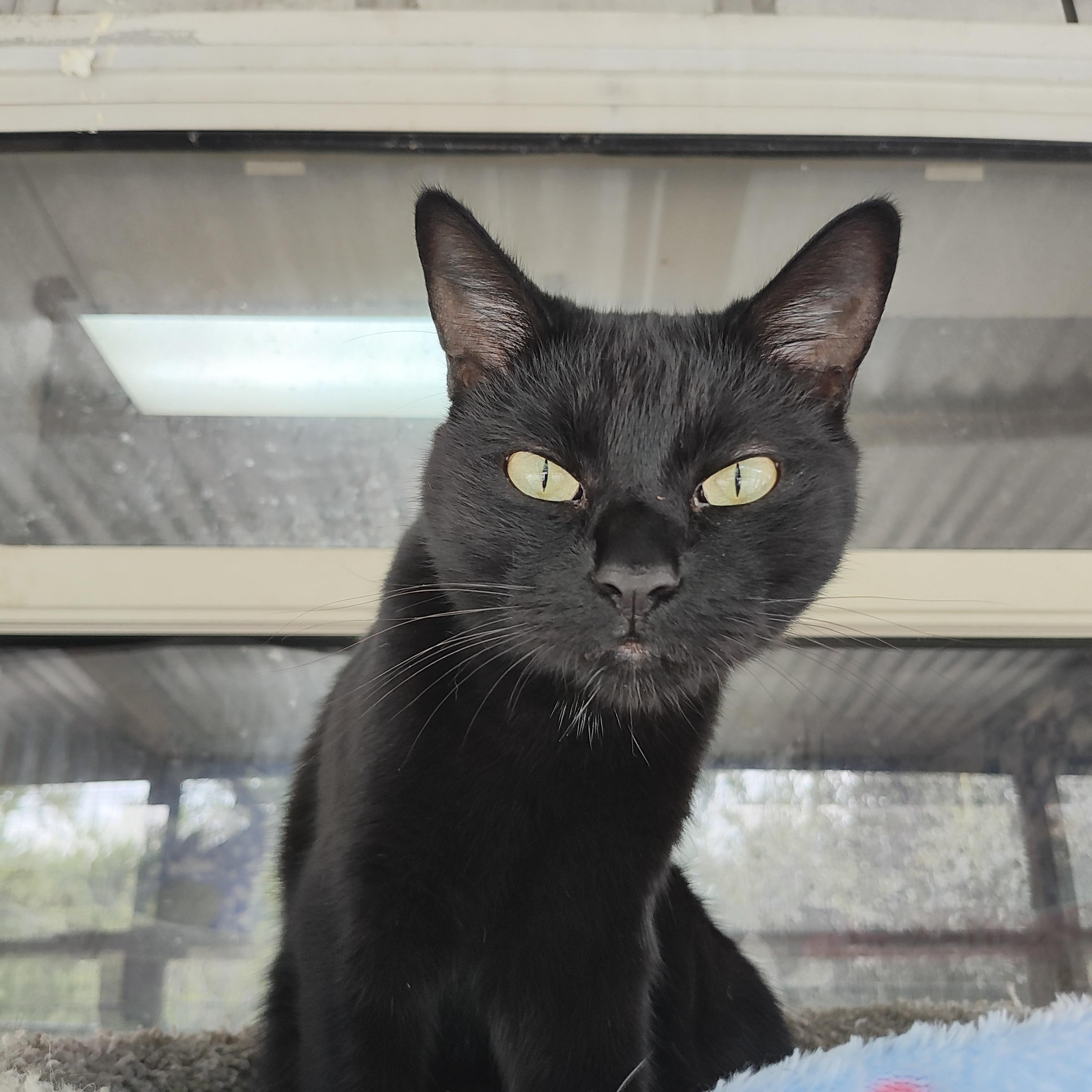 Fuzzy, Adoptable, Young Female Domestic Short Hair.