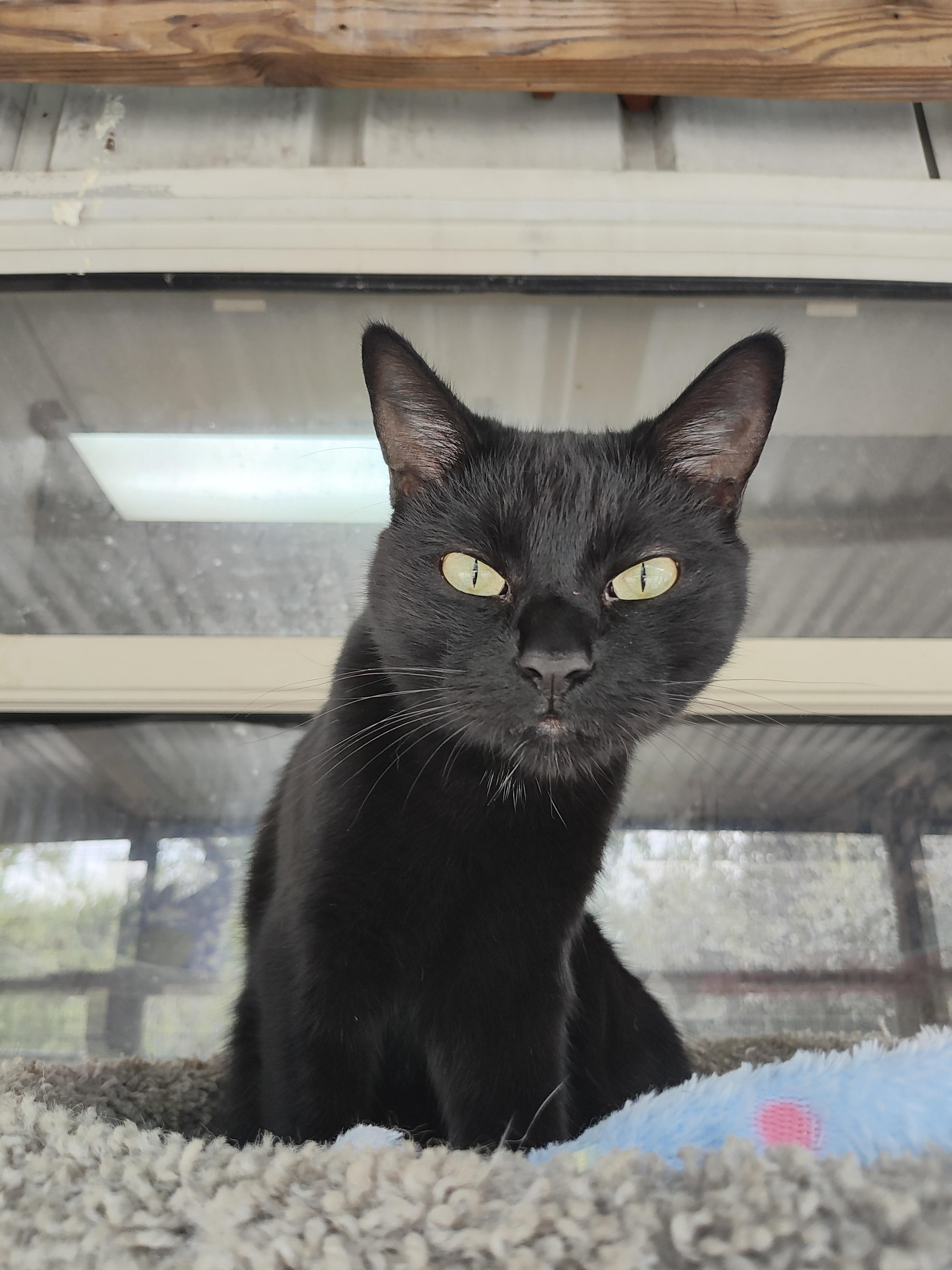 Fuzzy, an adoptable Domestic Short Hair in Lago Vista, TX, 78645 | Photo Image 1