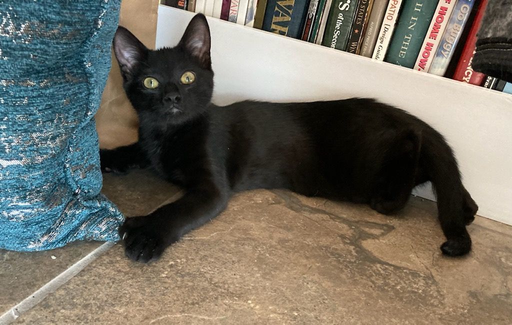 Enlarge Fuzzy, a Adoptable Domestic Short Hair in Lago Vista, TX image 6/6