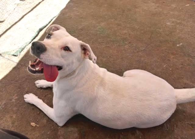 Enlarge Holly, a Adoptable mixed breed in Ventura, CA image 2/6