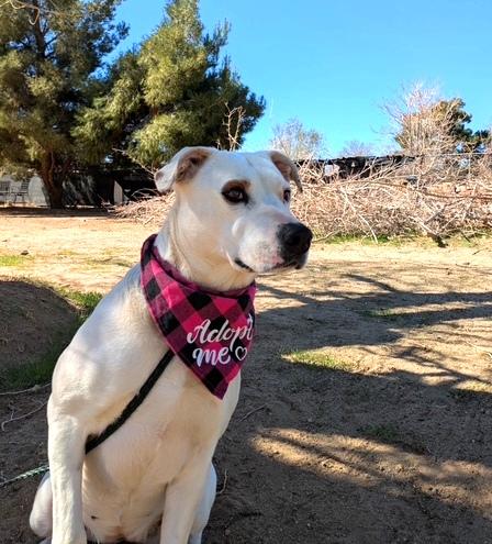 Enlarge Holly, a Adoptable mixed breed in Ventura, CA image 6/6
