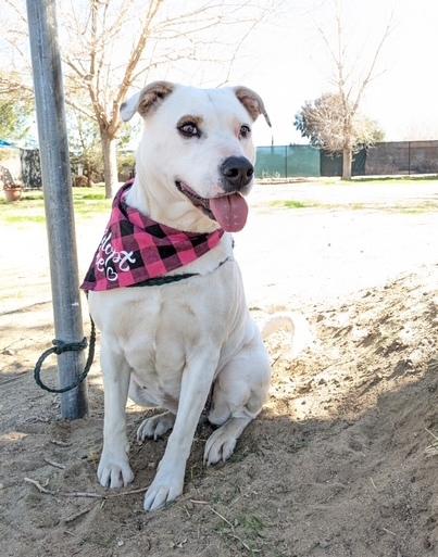 Enlarge Holly, a Adoptable mixed breed in Ventura, CA image 5/6