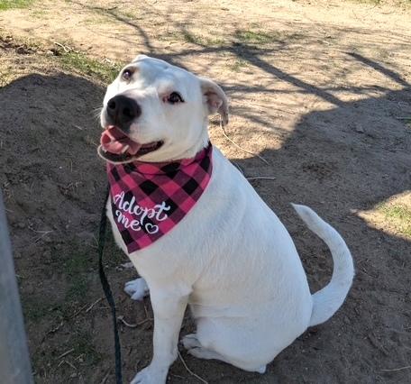 Enlarge Holly, a Adoptable mixed breed in Ventura, CA image 4/6