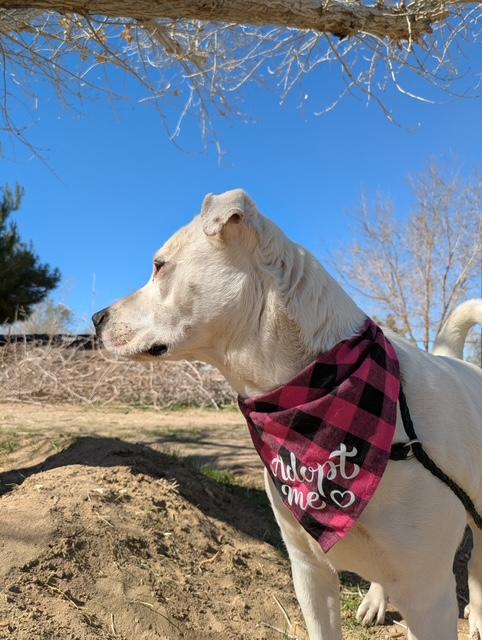 Enlarge Holly, a Adoptable mixed breed in Ventura, CA image 1/6