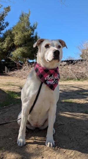 Enlarge Holly, a Adoptable mixed breed in Ventura, CA image 3/6