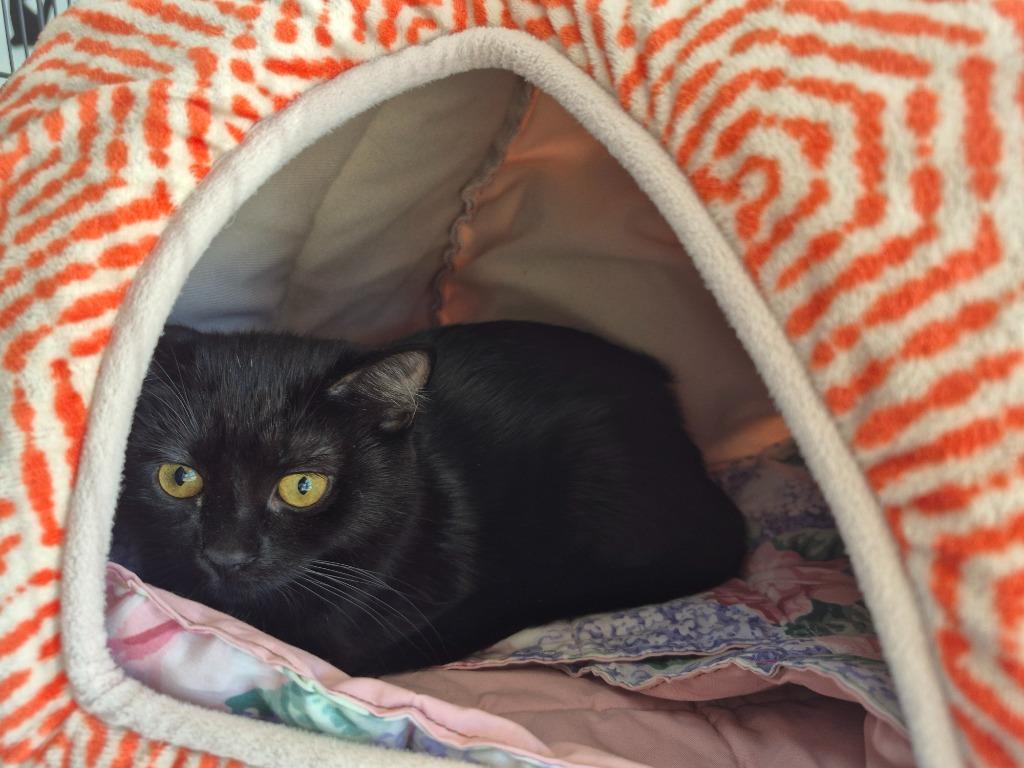 Moshi, Adoptable, Kitten Female Domestic Short Hair.