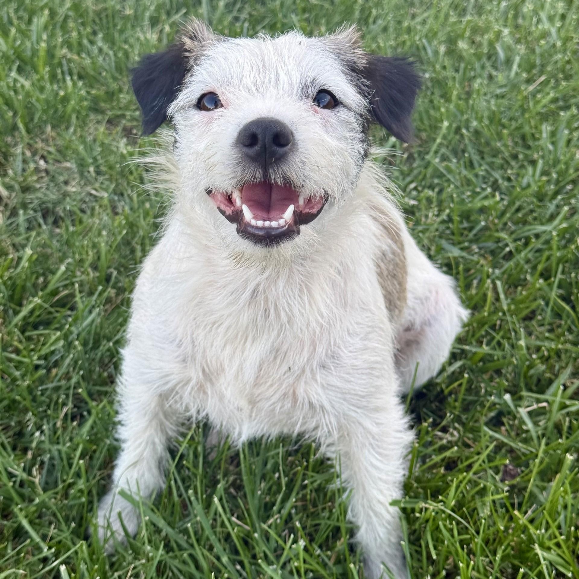 Amburger, a ADOPTABLE mixed breed in modesto, CA image 5/5
