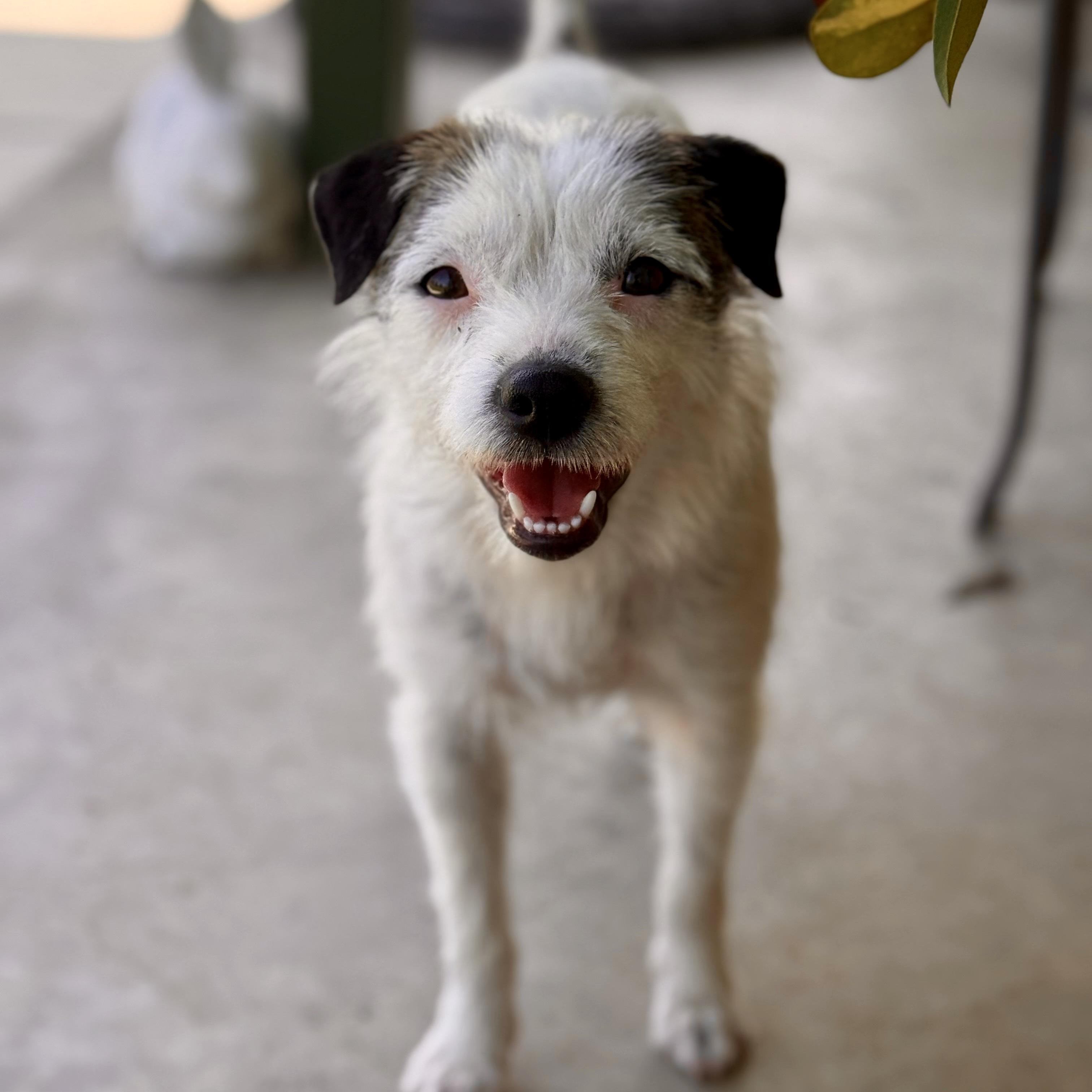 Amburger, ADOPTABLE, Young Female Parson Russell Terrier & Wirehaired Terrier.