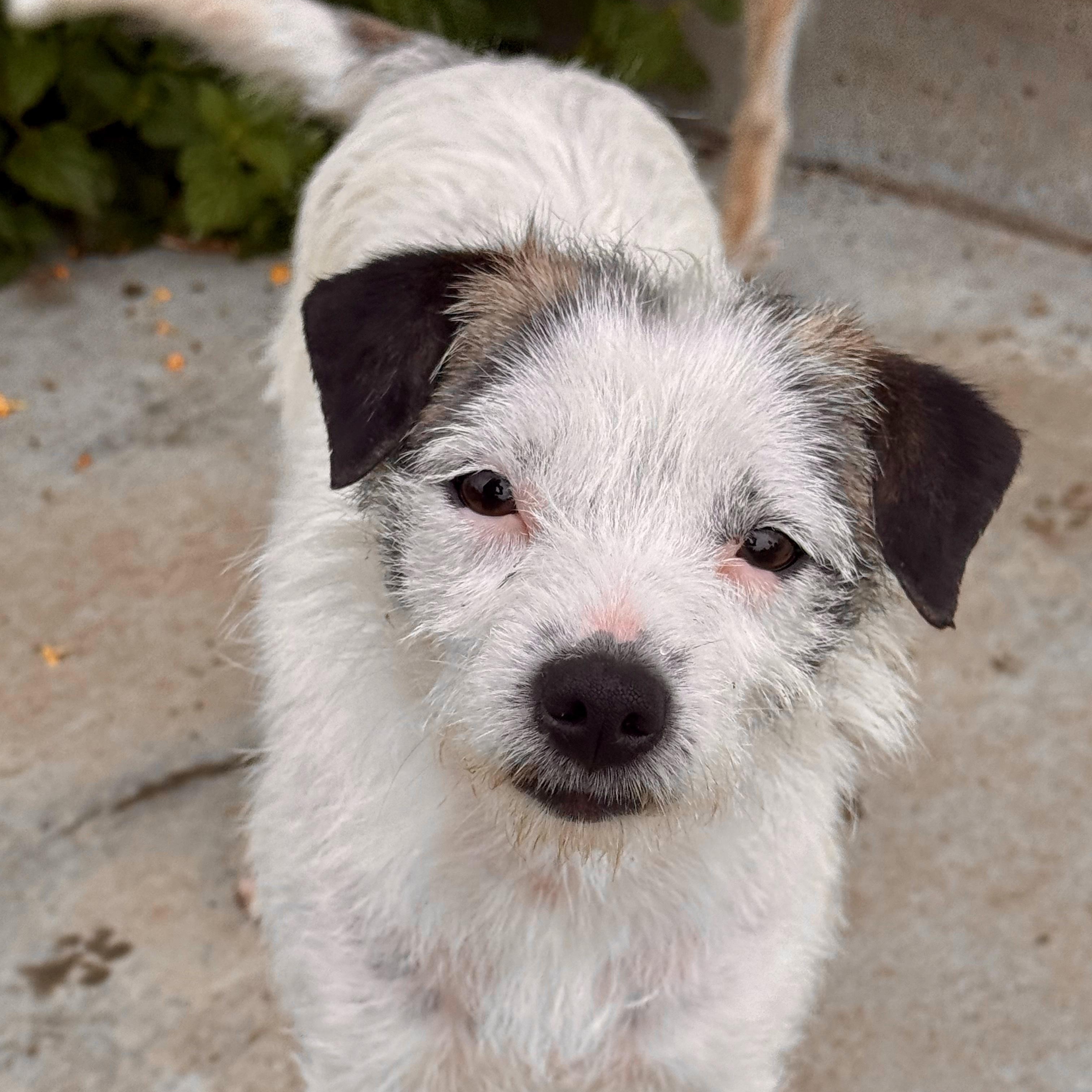 Amburger, a ADOPTABLE mixed breed in modesto, CA image 2/5