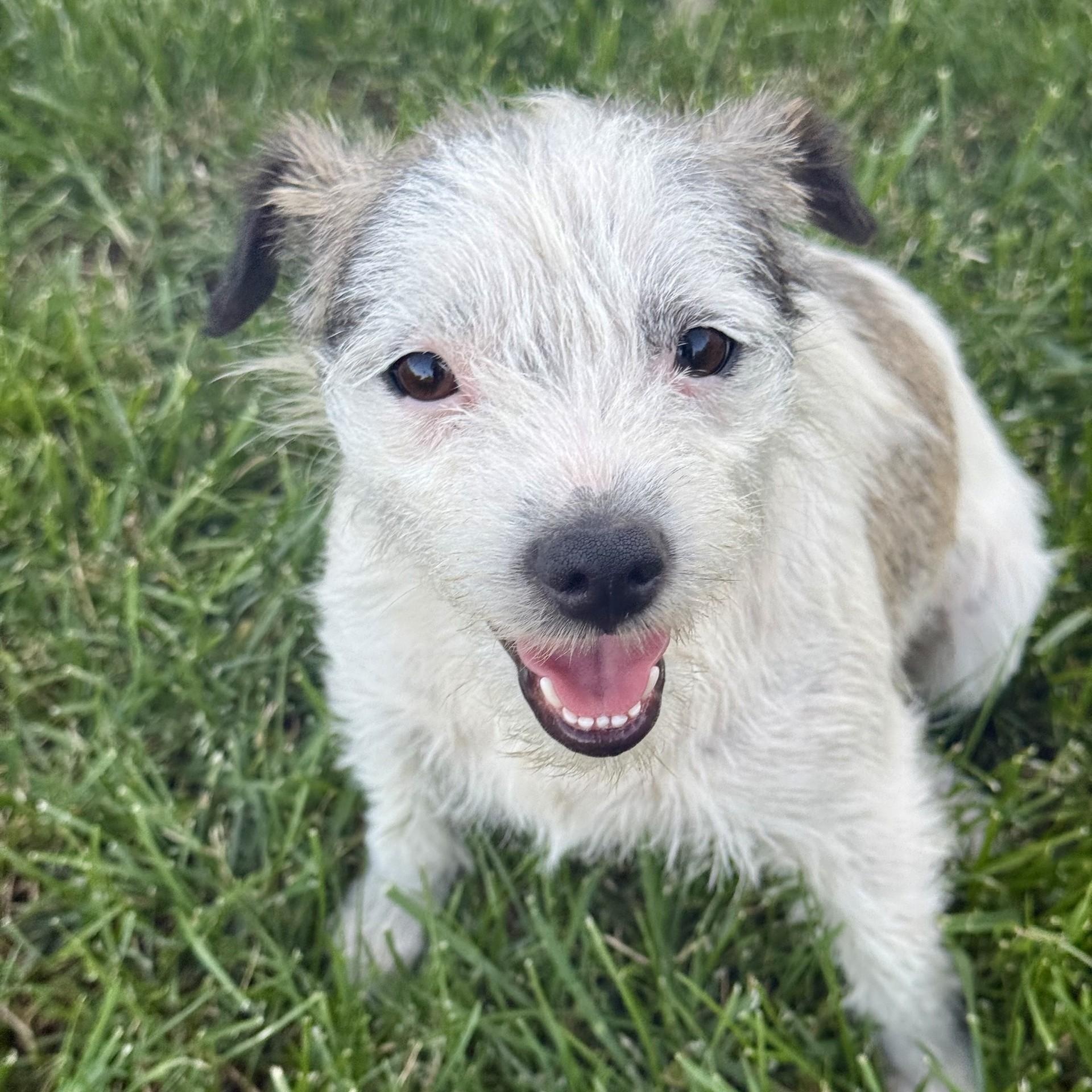 Amburger, ADOPTABLE, Young Female Parson Russell Terrier & Wirehaired Terrier.